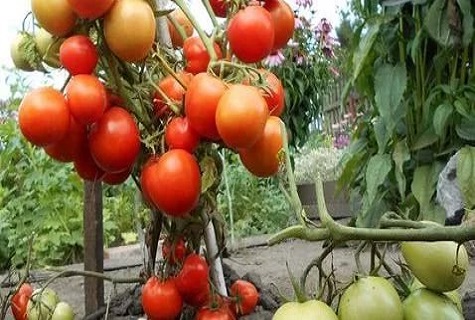 Árbol de frutas