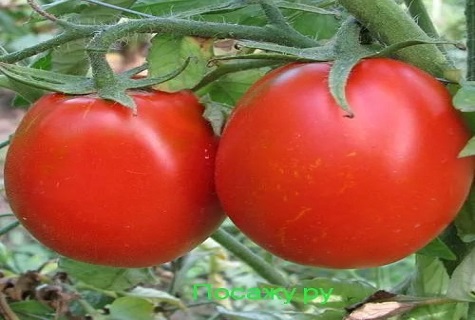 kemerovets aux tomates