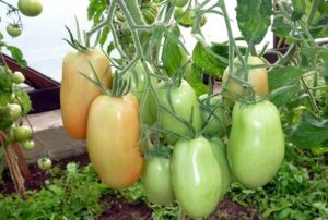 Description and characteristics of the Knyaginya tomato variety, its yield