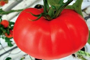 Tumbuh dengan ciri-ciri dan gambaran mengenai varieti tomato Kirzhach