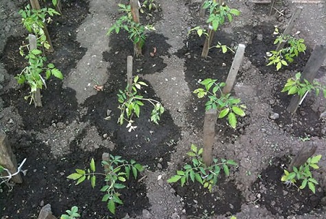 cultivo de tomate