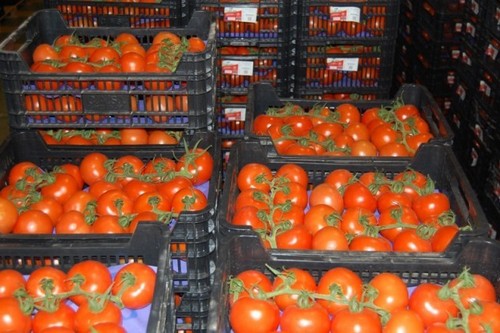 boxes of tomatoes