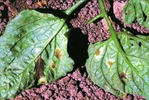 tomato cladosporium disease on leaves