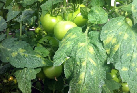 Tomate cladosporiosis en el jardín