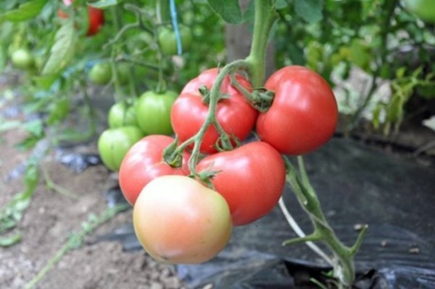 Tomato Pink Claire in the open field