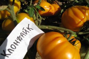 Description et caractéristiques de la variété de tomate Klondike