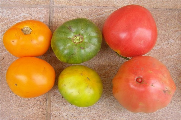 tomates diététiques