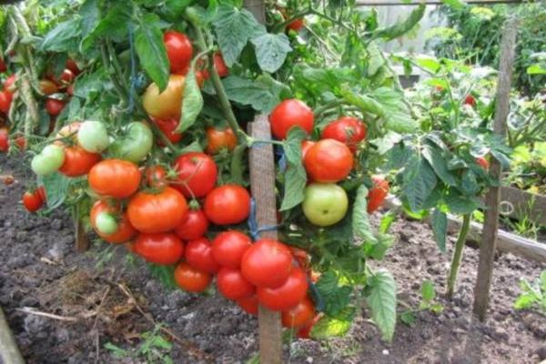 récolte de tomates