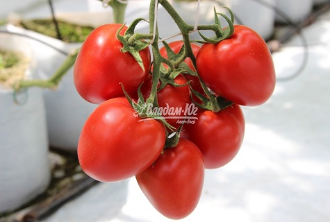 corazón de tomate