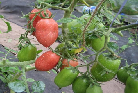 tomato gereja