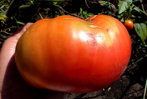 appearance of tomato king large