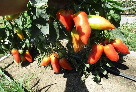 tomato bushes