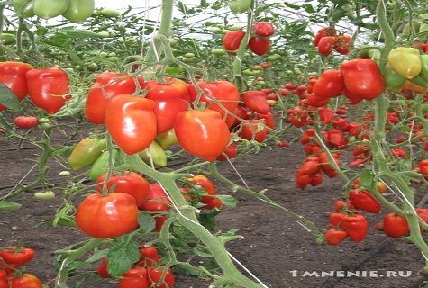 bushes in the greenhouse