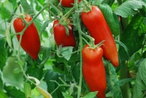 Características y descripción de la variedad de tomate Kornabel, su cultivo.