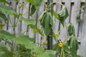 Remedios populares y medicamentos para el tratamiento de la pudrición de la raíz en pepinos.