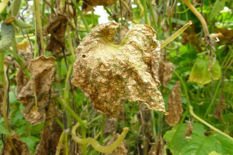 dry cucumber leaves