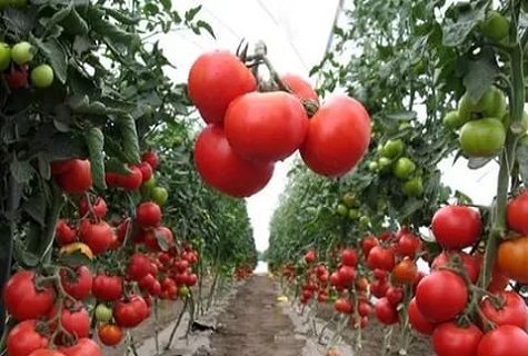 macizos de flores de tomates