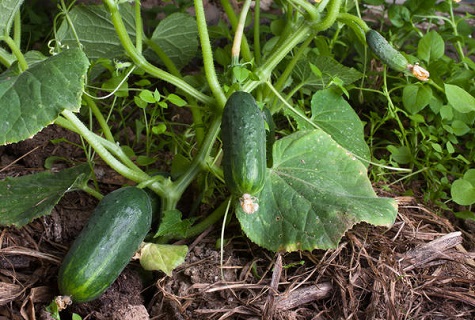 le résultat de l'alimentation