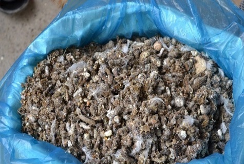 chicken manure