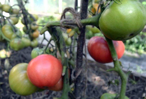 tomatoes pink cheeks in the garden