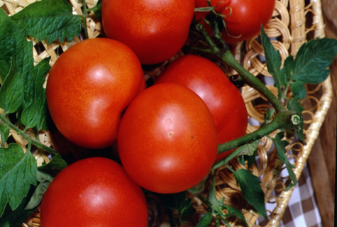 harvest in the basket