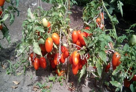 tomate selectivo