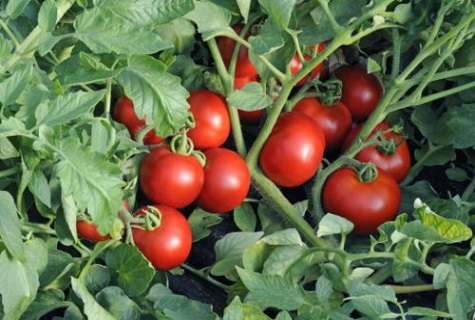 tomate dans l'herbe