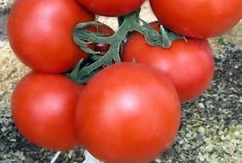 arbustes de tomates Ekaterina