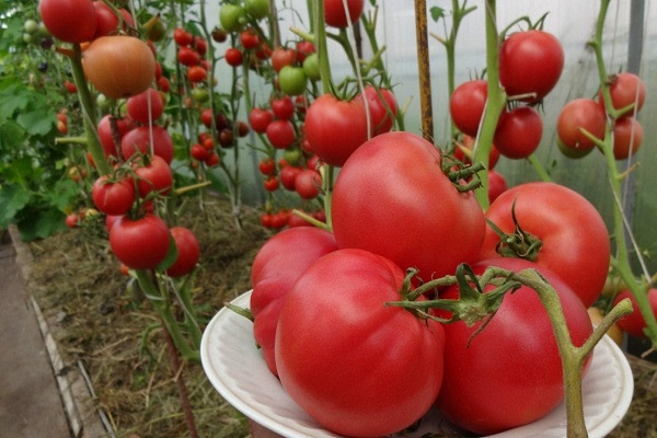 plate in the greenhouse