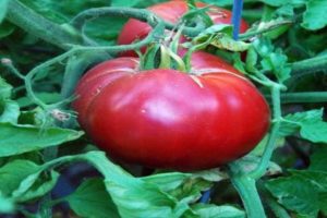 Caractéristiques de la variété de tomates Raspberry Paradise et rendement