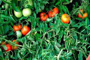 Penerangan dan ciri pokok tomato pelbagai jenis wang