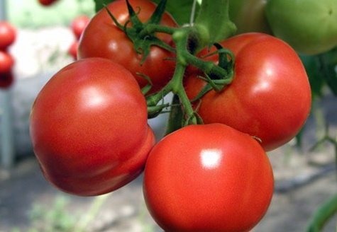 les buissons de tomates Martha F1