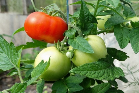 tomato masak dan hijau