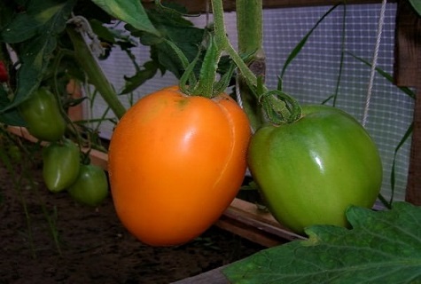 tomates dans une serre