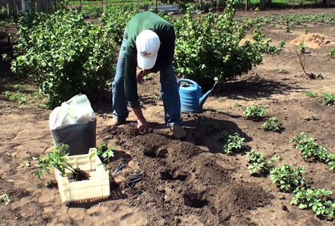 plantando tomates en el suelo