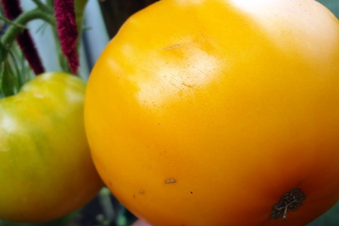 madu raja tomato di ladang terbuka