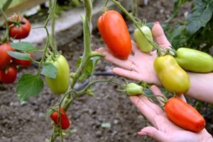 Características y descripción de la variedad de tomate Hypil 108 f1, rendimiento