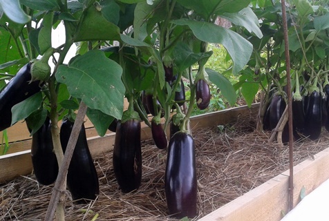 eggplant in the greenhouse