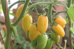 Características y descripción de la variedad de tomate Honey fingers