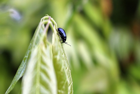 plaga en acción