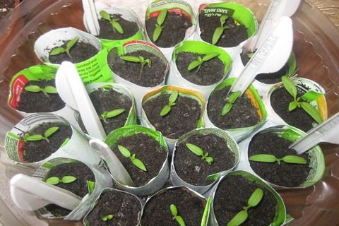 tomato seedlings