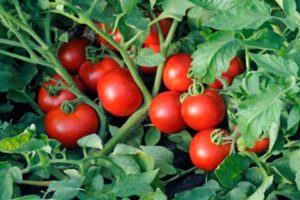 Features of the technology of the Terekhin method for growing tomatoes