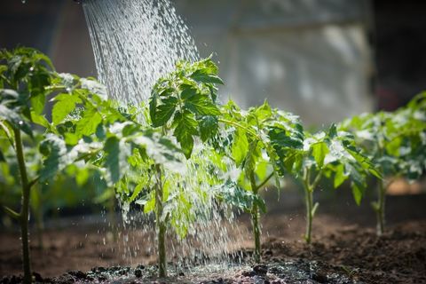 watering tomato