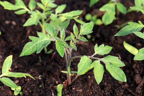 tomates dans le sol