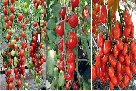 variedad de tomate