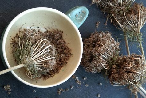 seeds in a plate