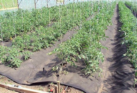 mulching tomatoes