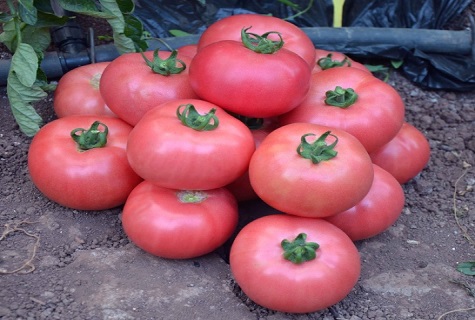 pyramid of pink tomato