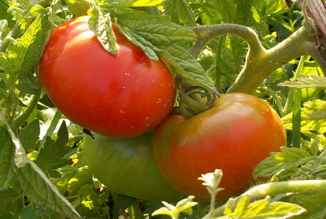 tomate précoce