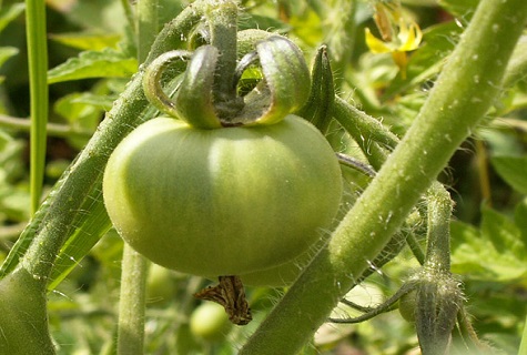 green fruit